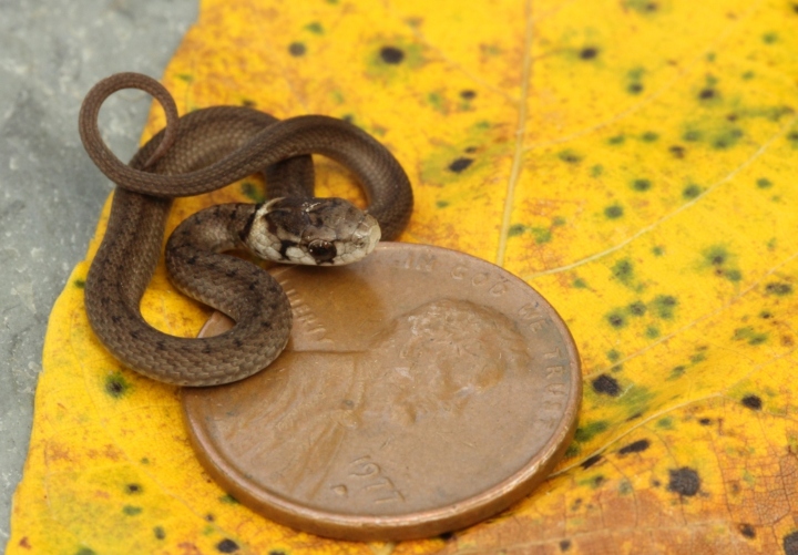 DeKay's Brown Snake